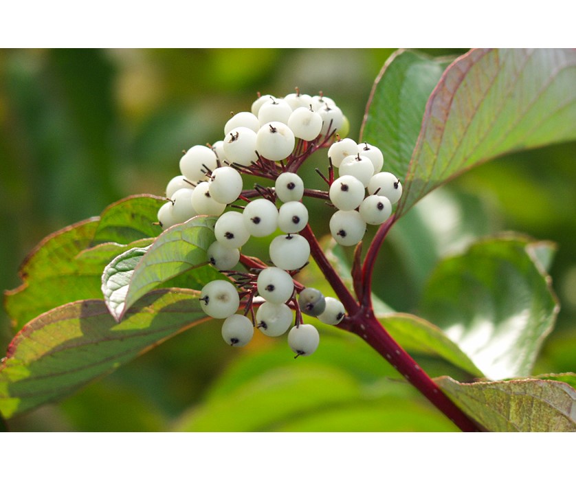 Red Twig Dogwood